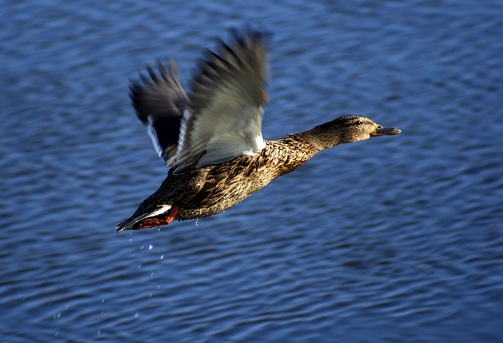 mallard,female,nature,bird,flight