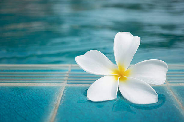 istock White Plumeria flower floating on blue water 594938478