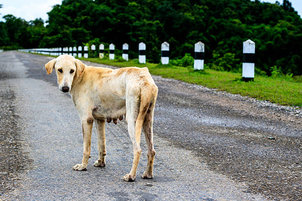 istock white dog on street 594938522