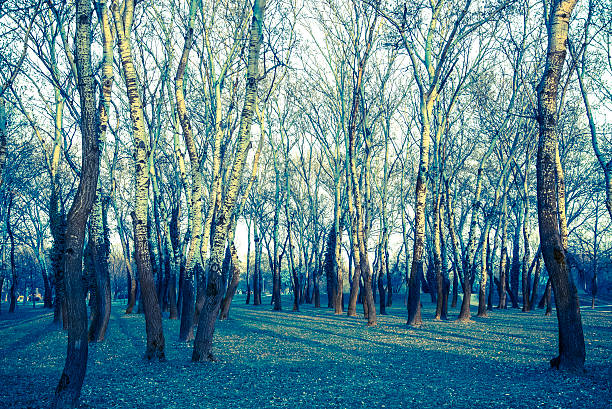 Woodland of silver birch trees