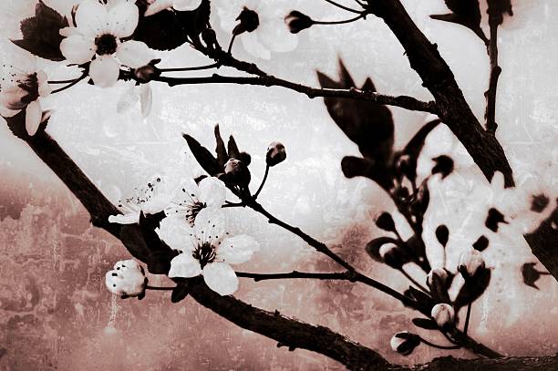 japanese cherry blossom in vintage style - fugacity imagens e fotografias de stock