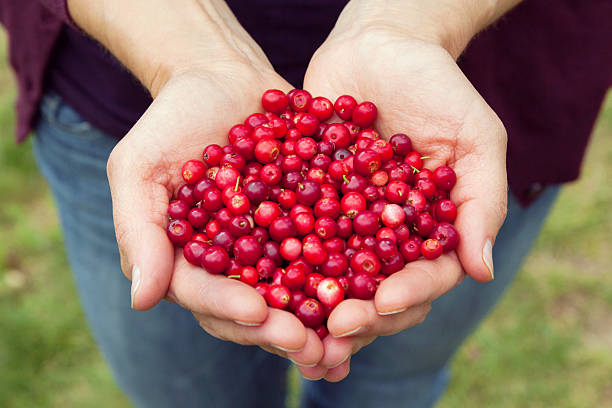 istock Woman hands full of berries 594939986