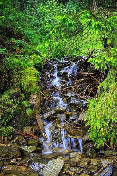 istock Carpathian mountain creek between trees and stones. 594940266