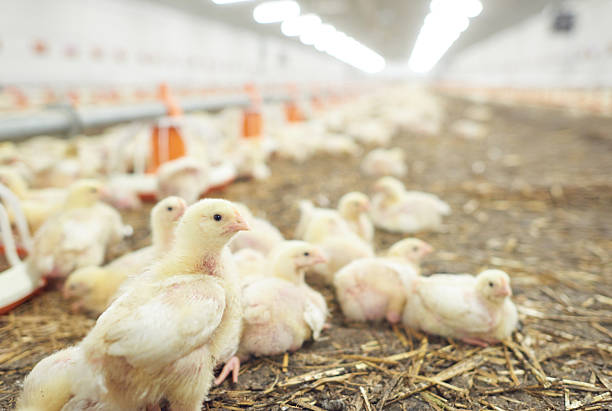 istock Chicken coop full of small chickens 594942078