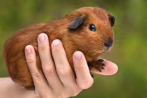 istock hand holding guinea pig 594942400