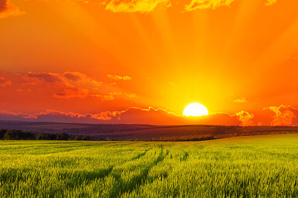 istock Beautiful sunset on wheat field 594943250