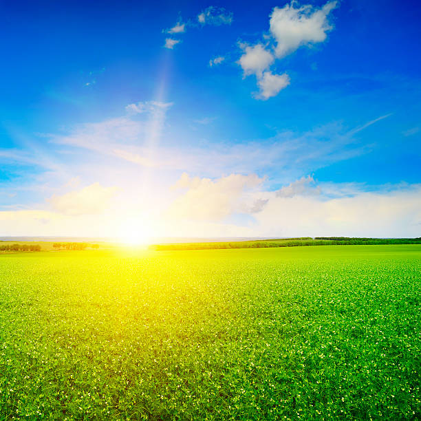 istock beautiful sunrise over field pea 594943398