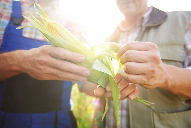 istock Close up of corn crop 594943678