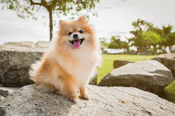 dog pomeranian spitz smiling dog pomeranian spitz smiling watch the evening sun at the park's nature. spitz type dog stock pictures, royalty-free photos & images