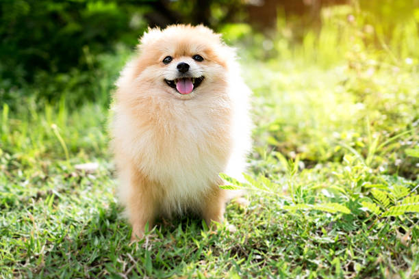 istock cute fluffy Pomeranian dog sitting in a spring park 594944954