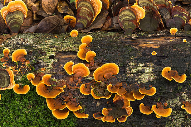 istock Wild mushroom on driftwood 594945848