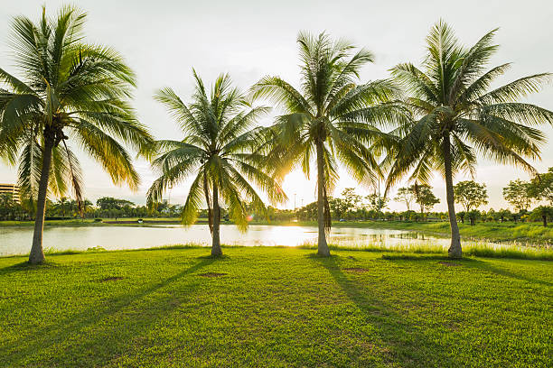 Beautiful sunset at green park landscape with grass field and coconut tree palm