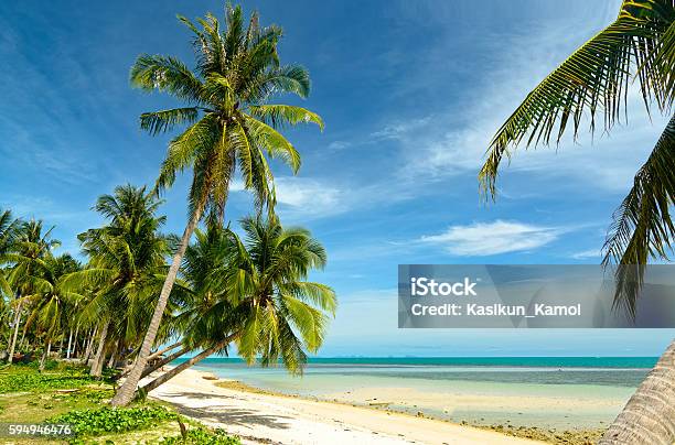The Beach And Blue Sky At Koh Smauithailand Stock Photo - Download Image Now - Beach, Tree, Asia