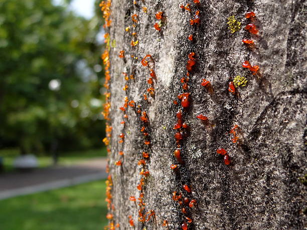 istock the bark of the tree with the resin 594948442