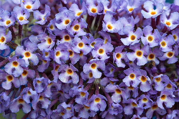 Background close up of  Buddleia flowers Background close up of lilac Buddleia (butterfly bush) flowers buddleia blue stock pictures, royalty-free photos & images