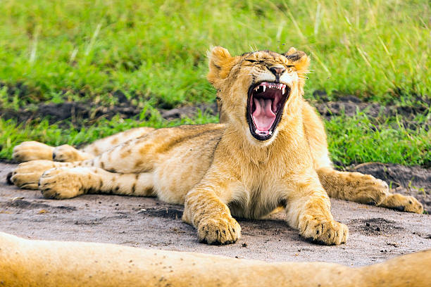 Lioness and lion cubs Lioness and cubs at wild and They are resting - mouth open safari animals lion road scenics stock pictures, royalty-free photos & images