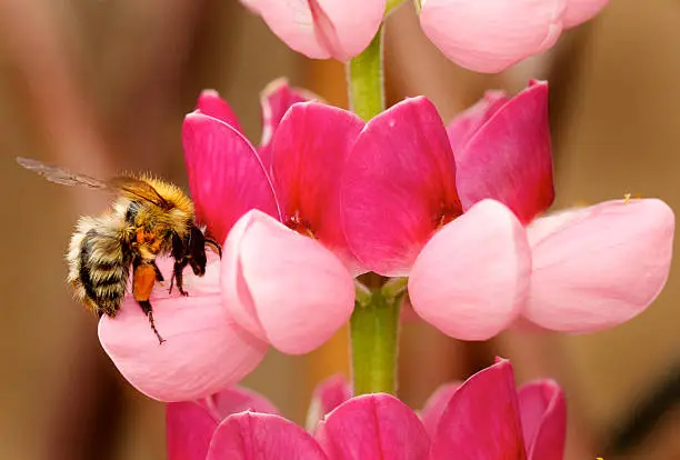 Photo of Close up of a pink Lupin with a bee