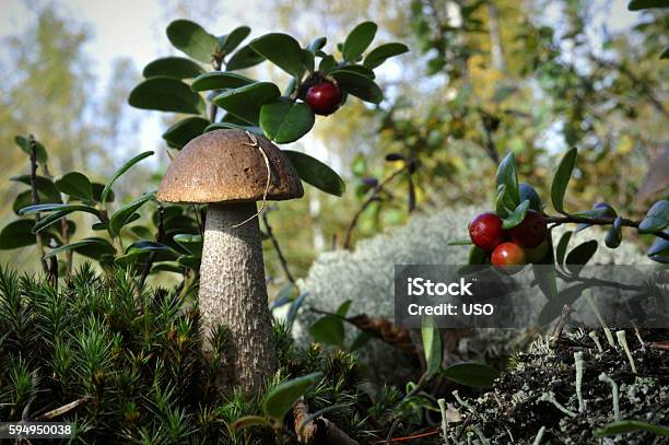 Mushroom And A Cowberry Stock Photo - Download Image Now - Autumn, Backgrounds, Berry