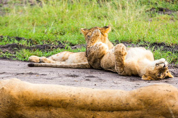 Lioness and lion cubs - Looking and hiding Lioness and cubs at wild and They are resting safari animals lion road scenics stock pictures, royalty-free photos & images