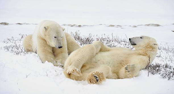 Two polar bears have a rest. Two polar bears have a rest. Polar bears have a rest, lying on snow. Canada churchill manitoba stock pictures, royalty-free photos & images