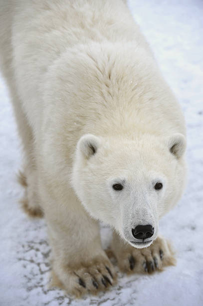 Portrait of a polar bear Portrait of a polar bear close up at a short distance. churchill manitoba stock pictures, royalty-free photos & images