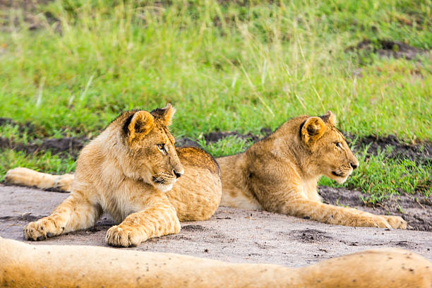 Lioness and lion cubs Lioness and cubs at wild and They are resting safari animals lion road scenics stock pictures, royalty-free photos & images