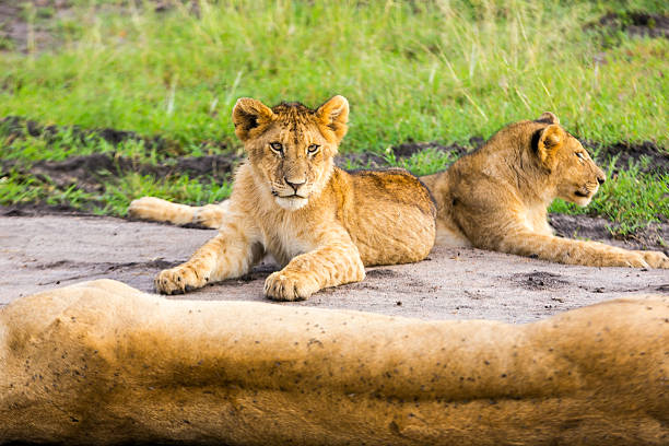 Lioness and lion cubs Lioness and cubs at wild and They are resting safari animals lion road scenics stock pictures, royalty-free photos & images