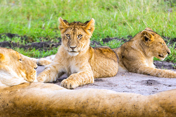 Lioness and lion cubs Lioness and cubs at wild and They are resting safari animals lion road scenics stock pictures, royalty-free photos & images