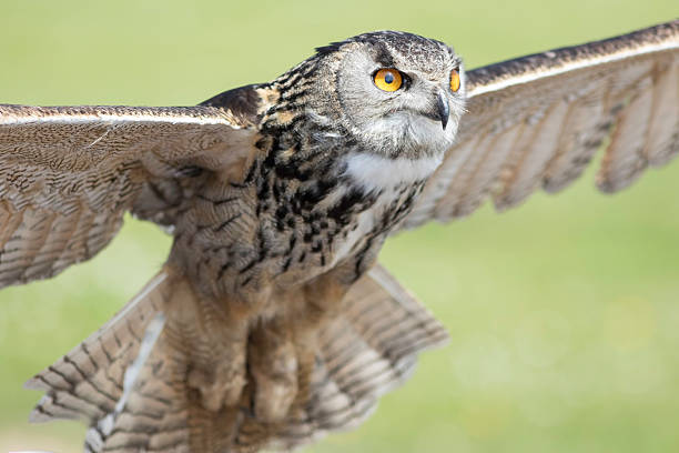 istock Eurasian - Eurpopean - Eagle owl taking off 594951976