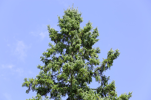 large majestic hemlock tree twering against blue sky background horizontally oriented image