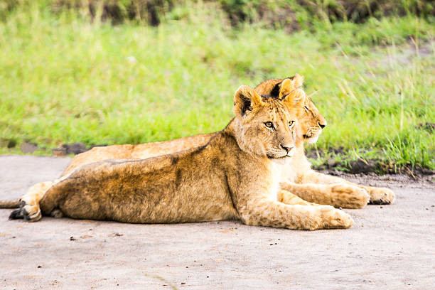 lion cubs Lion cubs at wild and They are resting safari animals lion road scenics stock pictures, royalty-free photos & images