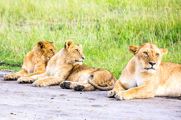 Lioness and lion cubs Lioness and cubs at wild and They are resting safari animals lion road scenics stock pictures, royalty-free photos & images