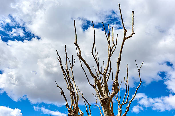 дерево twigs - clud стоковые фото и изображения