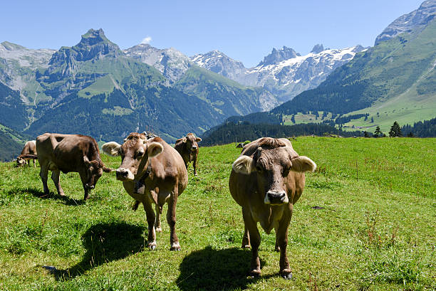 Engelberg, Switzerland - August 8, 2016: Brown cows in the alpine meadow at Engelberg on the Swiss alps