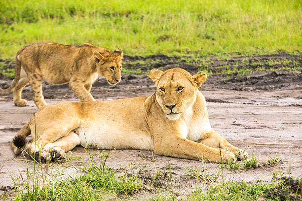 Lioness and lion cubs Lioness and cubs at wild and They are resting safari animals lion road scenics stock pictures, royalty-free photos & images