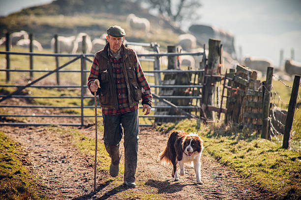 l’agriculteur et son chien - sheepdog photos et images de collection