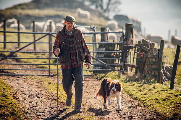 Farmer walking along a track with his dog at his side. Gate closed behind him with sheep out of focus in the background.