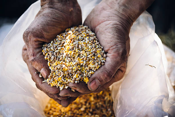 istock Farmer holding a handful of grain 594954832