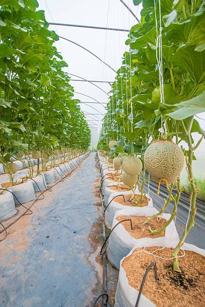 istock melon on field in greenhouse. 594954964