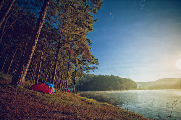 istock pine trees nearly the lake 594954980
