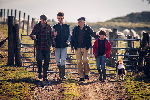 Family of farmers walking along a track with a dog following closely. Gate closed behind them with sheep out of focus in the background. Senior male with mid adult farmer and his sons.