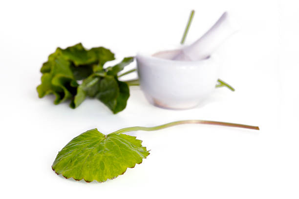 Centella asiatica (Also called as Asiatic Pennywort, Centella asiatica (Linn.) Urban, gotu, kola, ayuvera, Thankuni in Indian, Buabok in Thailand, Simon wort) leaf with mortar isolated on white