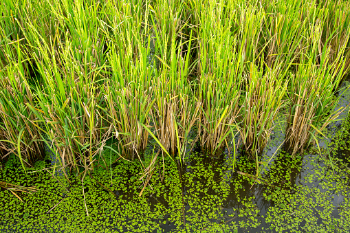 green rice plant in the water, green grass, Thai baby jasmine rice plant in the rice field.