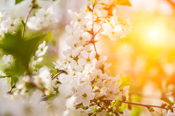 istock Blossoming branch with cherry flowers in springtime. 595100542