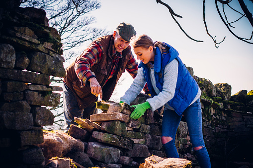 A British Farmer and his daughter are manually repairing an old dry stone wall that has fell on his land.