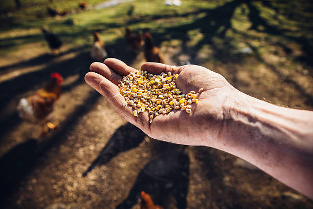 Happy Hens A human hand is holding some corn to feed the hens. The hand belongs to a working farmer and are rough. The chickens are free range and happily roaming the countryside. feeding chickens stock pictures, royalty-free photos & images