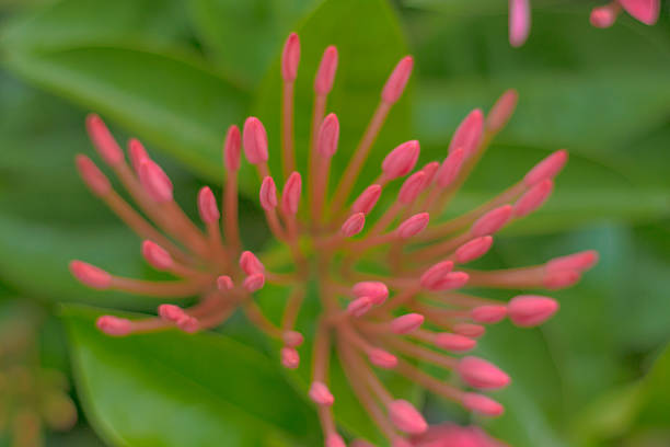 istock Spike flower background green close up, Blur background 595104868