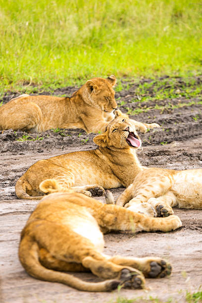 lion cubs - yawning Lion cubs at wild and They are resting safari animals lion road scenics stock pictures, royalty-free photos & images