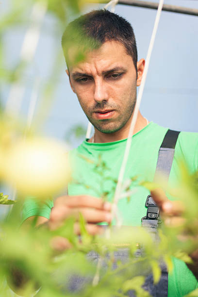 istock Farmer working in green house 595109190