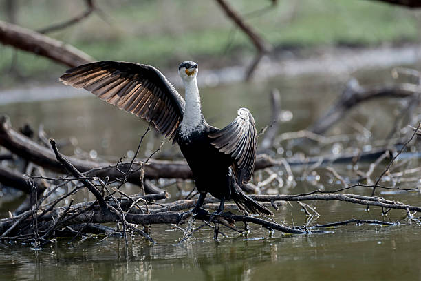istock Cormorant, Naivasha 595109528